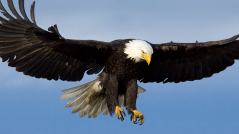 bald eagle 是什麼意思