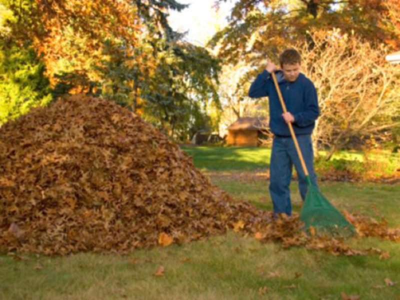 the man uses a rake to sweep or"rake the leaves into a pile.