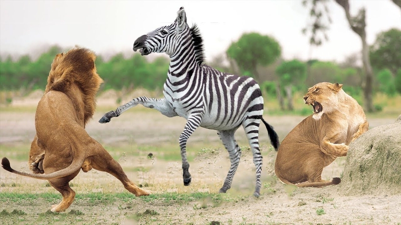 the zebra is the prey the lions are hunting.