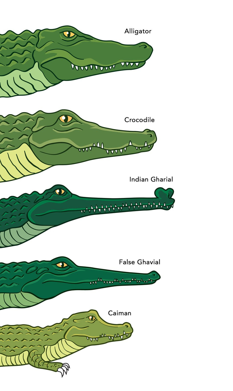 crocodile和alligator 的差别在哪里?如果不好说明,请提供一些例句.