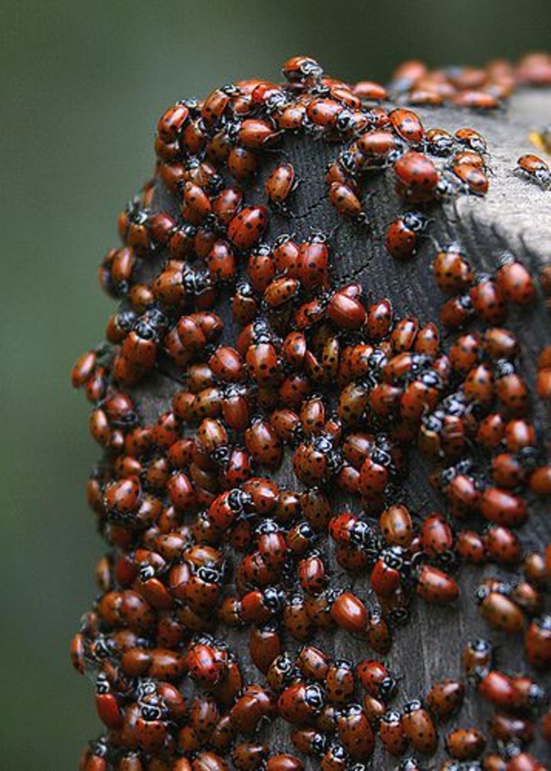 "bugs"是什么意思? -关于英语 (美国)(英文) | hinative