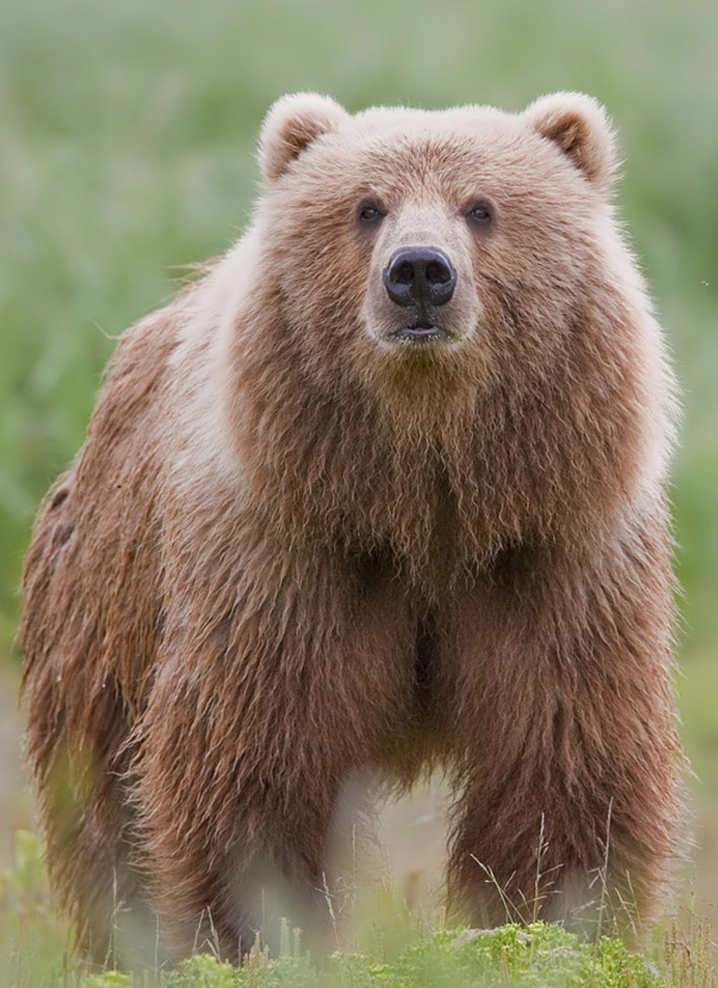 "beer" 和 "bear" 和有什么不一样? | hinative