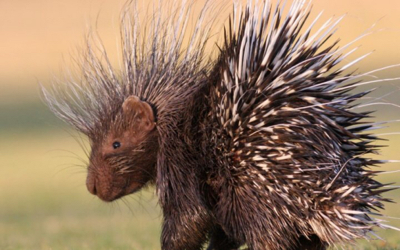 What is the meaning of "cupine ? it has to do with pork something