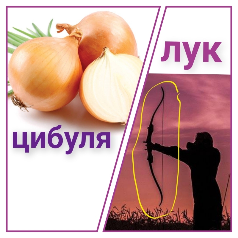 Что такое цыбуля Что такое цыбуля