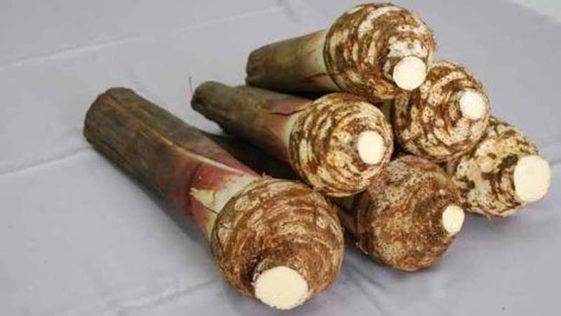 What is the meaning of talas - Question about Indonesian
