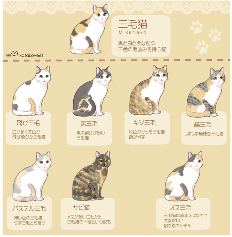 calico cats】 は 日本語 で何と言いますか？ | HiNative