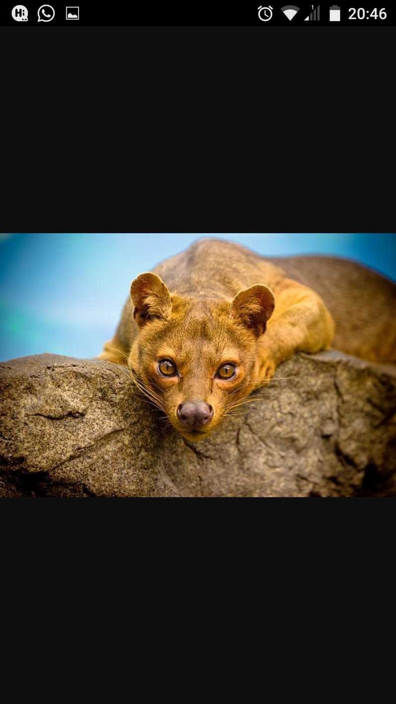 you mean fossa then fossa is animal look like cat in small