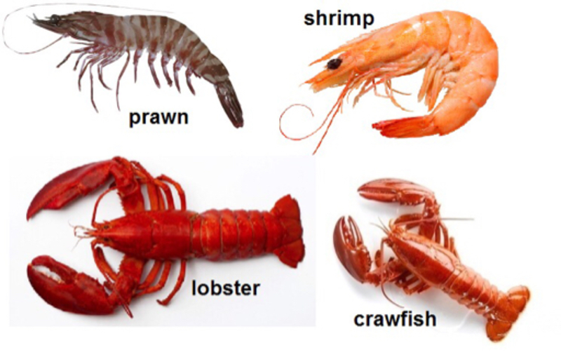 Differences Between Crab Shrimp Amp Lobster Ehow - Rezfoods - Resep ...