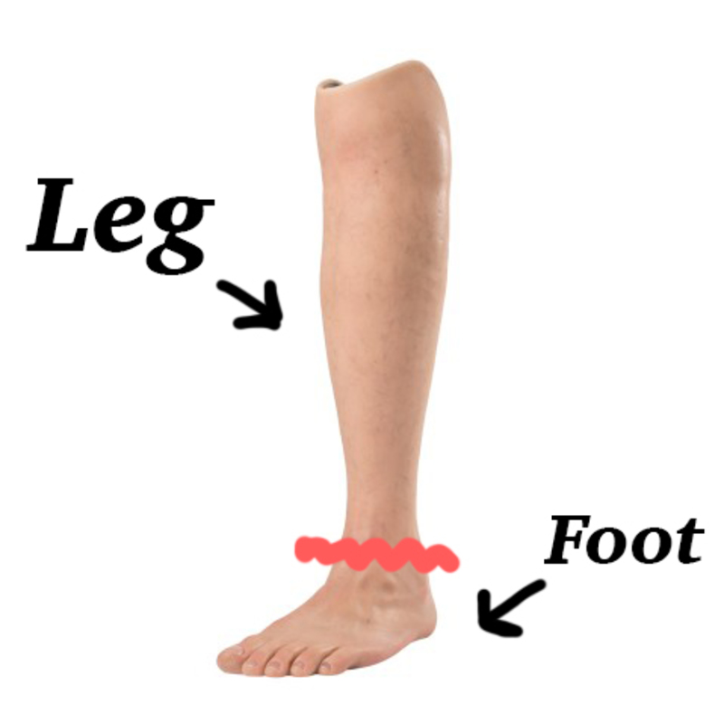 Generel detail Ombord 🆚What is the difference between "leg" and "feet and foot" ? "leg" vs "feet  and foot" ? | HiNative