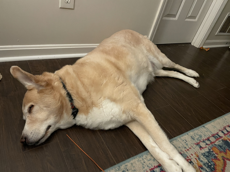 What is the meaning of "labrador"? Question about English (US) HiNative