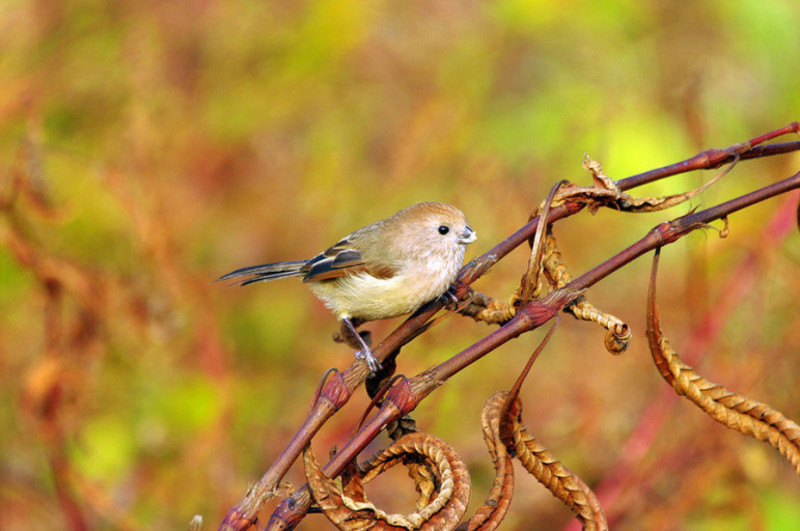 bird in korea4074322 pts韩语2017年7月5日akaashi_sparrow94111728