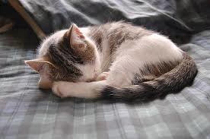 What Does To Curl Up Mean Hinative