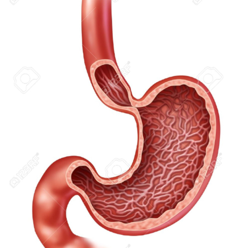 What is the difference between "belly" and "abdomen and stomach