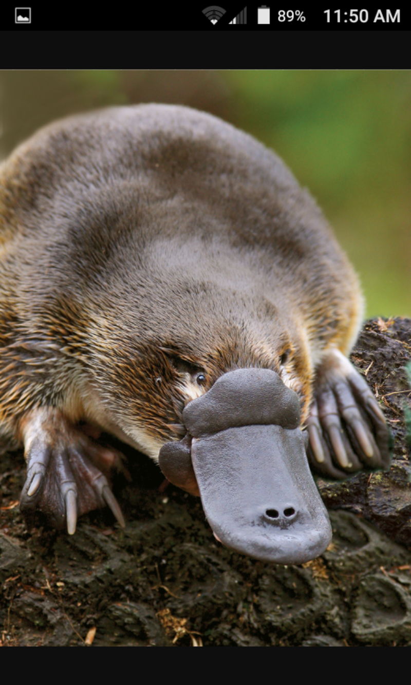 platypus是什么意思