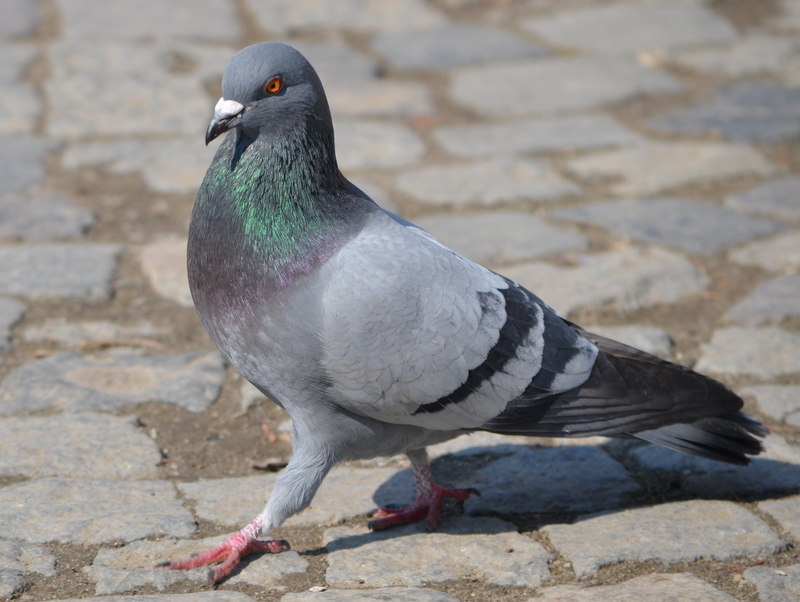 what-is-the-meaning-of-pigeon-question-about-english-us-hinative