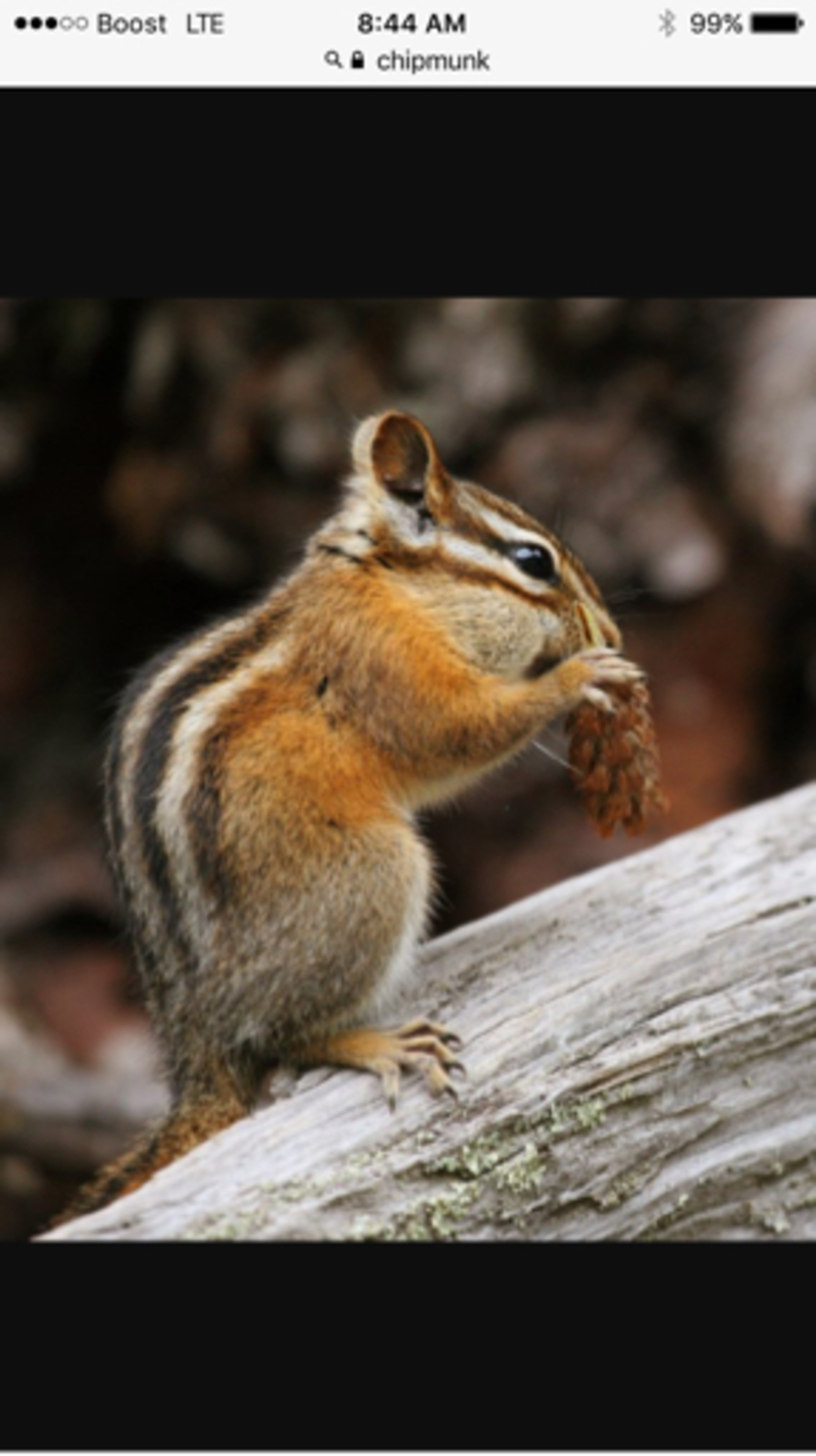 difference between chipmunk and squirrel