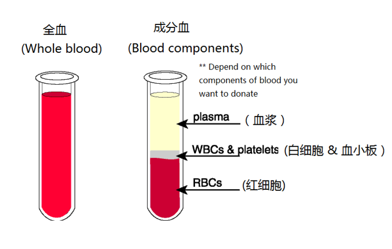 全血 成分血是什么意思? 