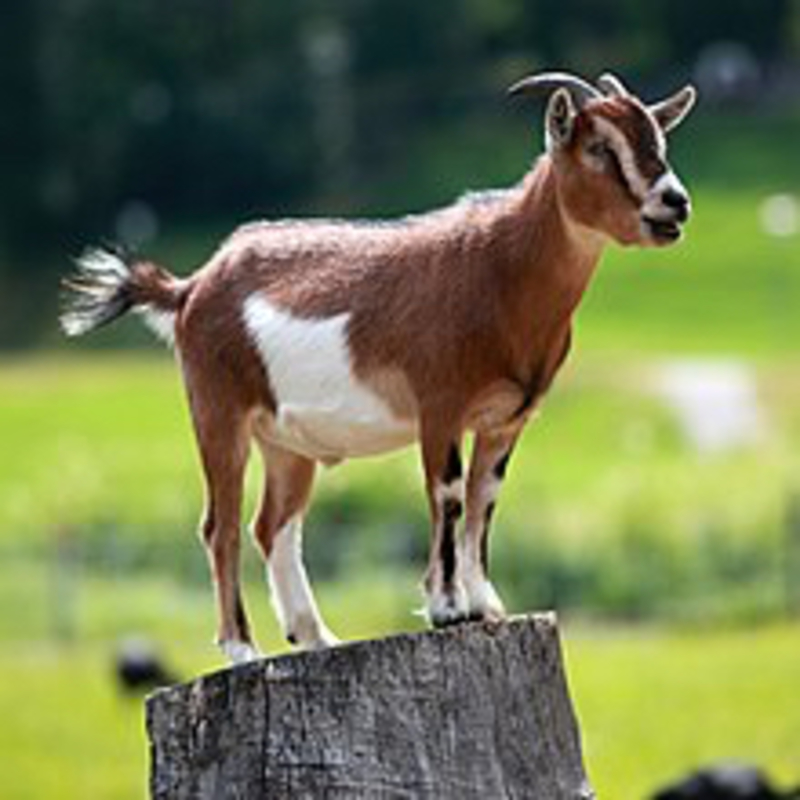 what-is-the-meaning-of-goat-question-about-english-us-hinative