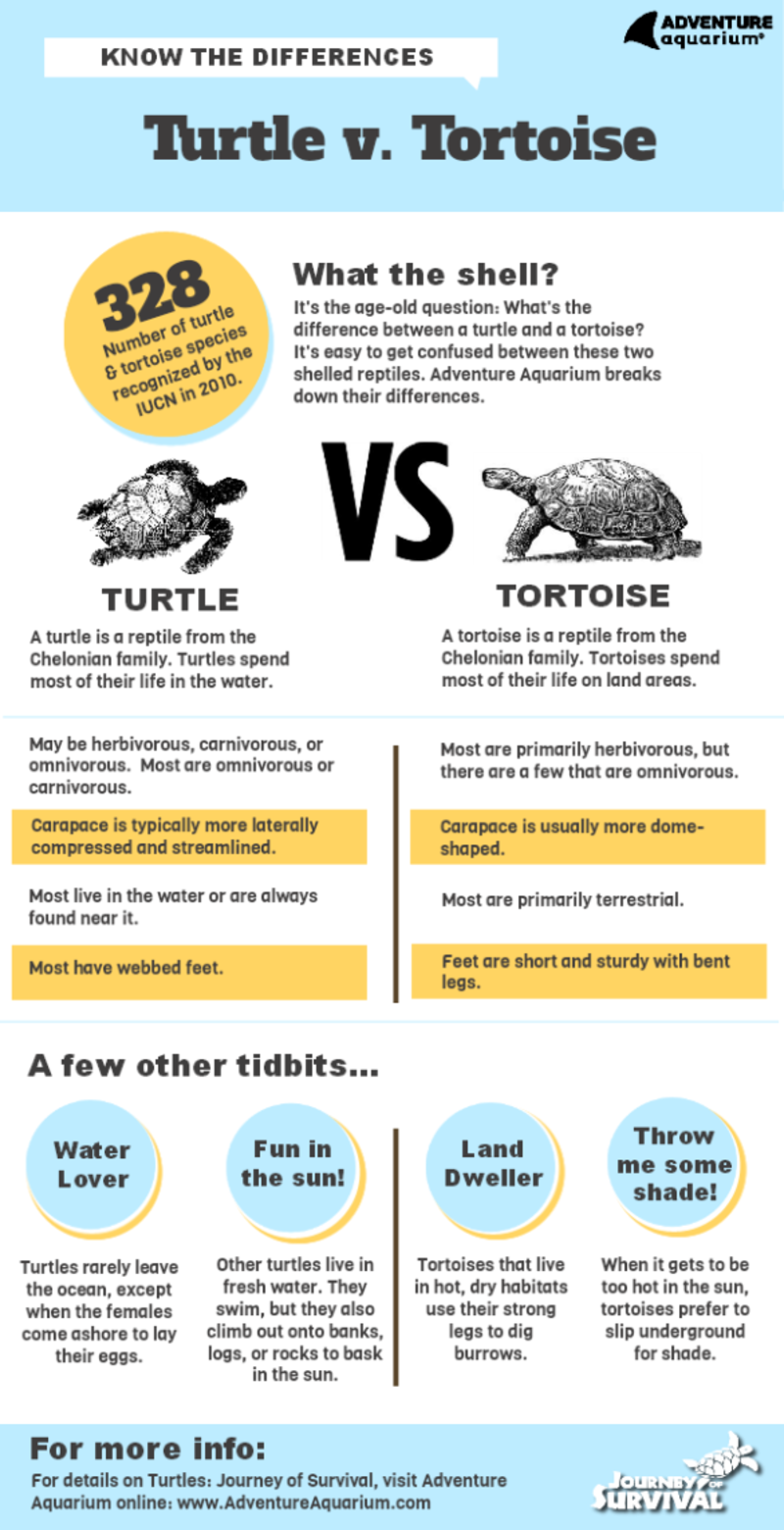 🆚What is the difference between 