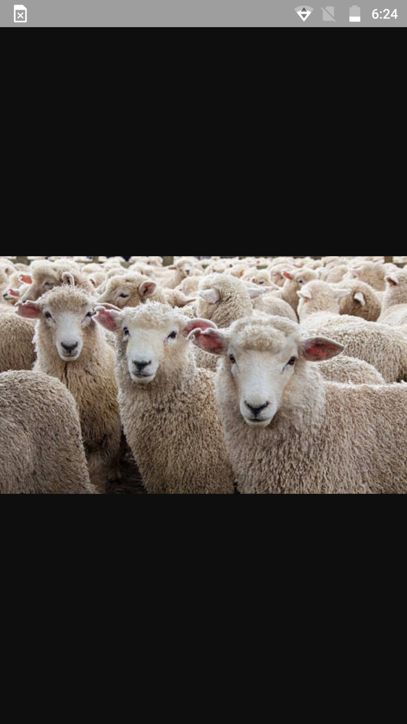 What Is The Difference Between Sheep And Goat HiNative what-is-the-difference-between-sheep-and-goat-hinative