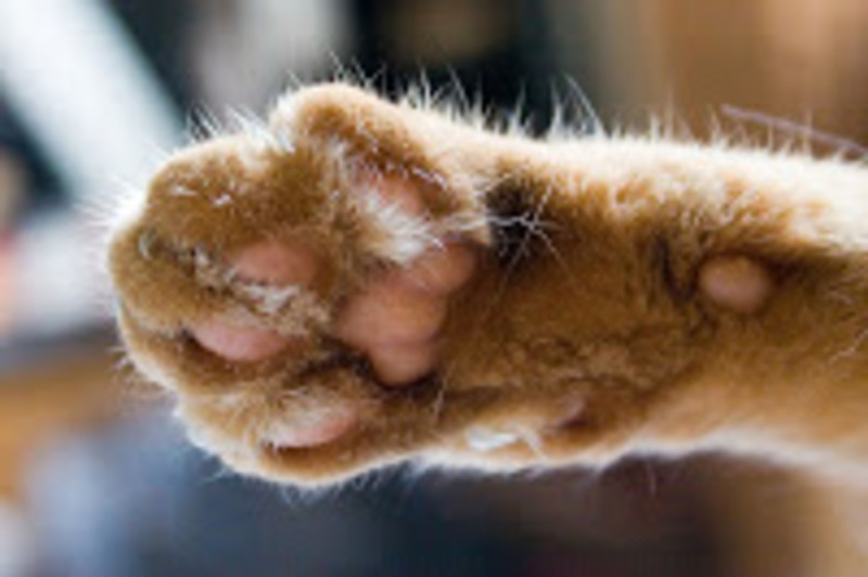 What is the meaning of "pata"? Question about Spanish (Spain) HiNative