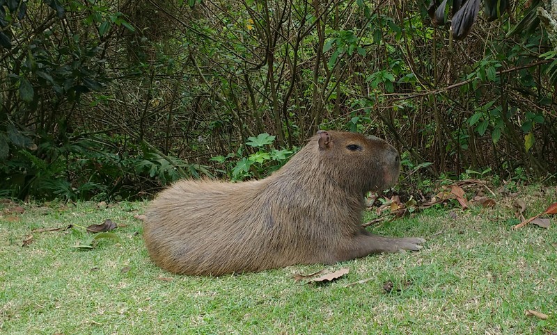 ive just found two capivaras next to a riv