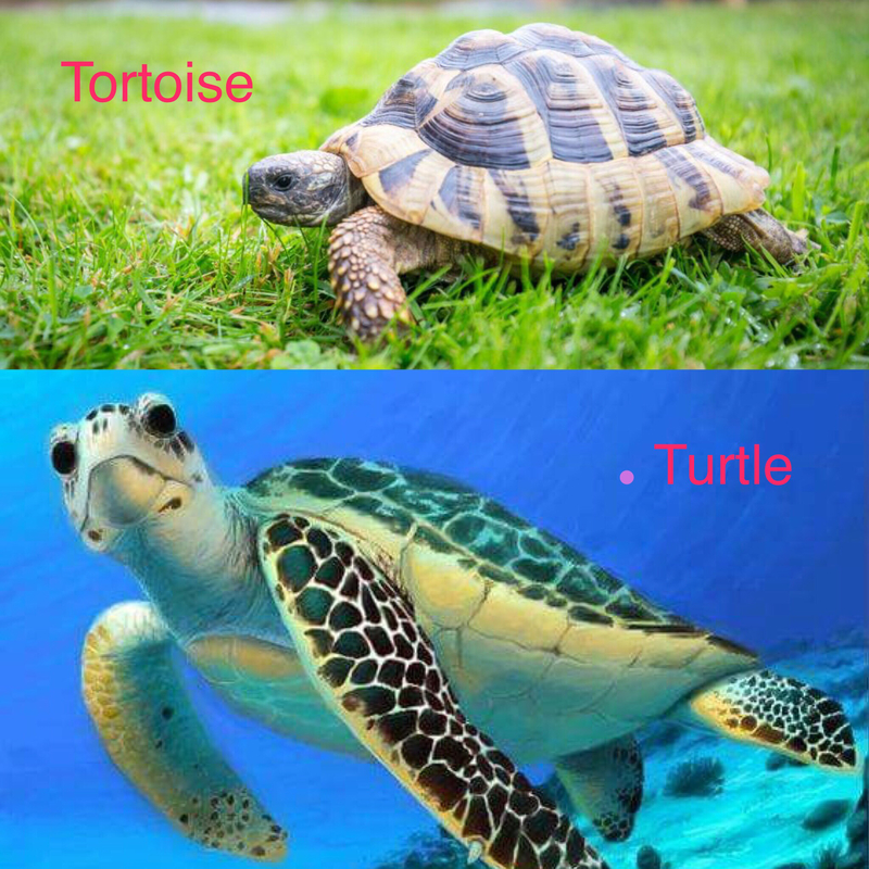 Turtle と Tortoise はどう違いますか Hinative