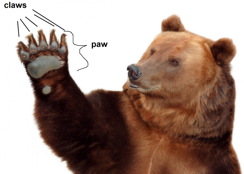 🆚What is the difference between claws and paws ? claws vs paws ?