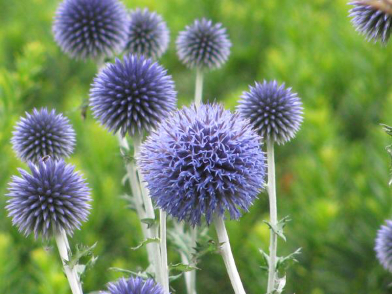 Thistle とはどういう意味ですか 英語 アメリカ に関する質問 Hinative