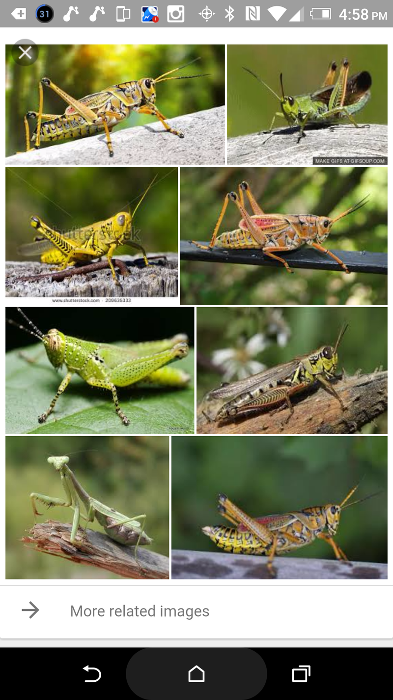 Grasshopper とはどういう意味ですか 英語 アメリカ に関する質問 Hinative