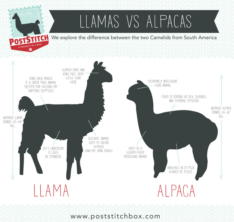 🆚What is the difference between "an alpaca" and "a llama" ? "an alpaca