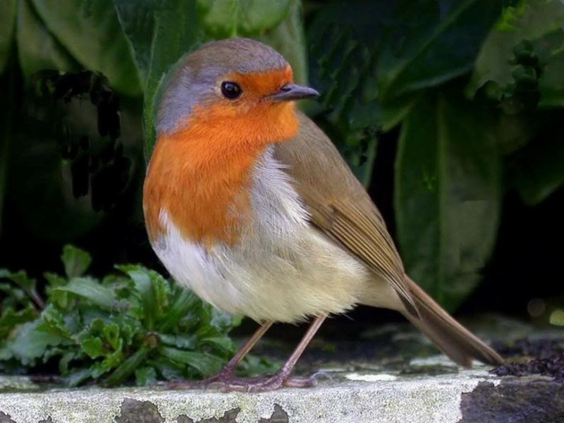 Breast とはどういう意味ですか 英語 アメリカ に関する質問 Hinative