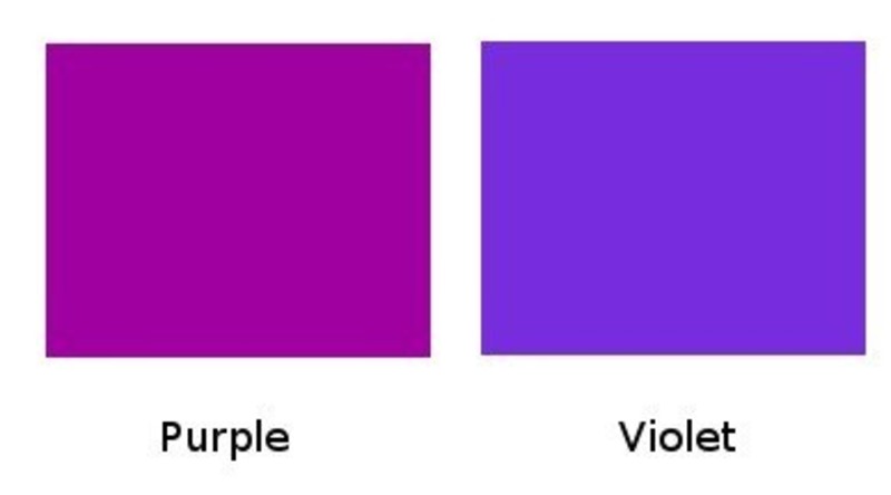 violet vs purple