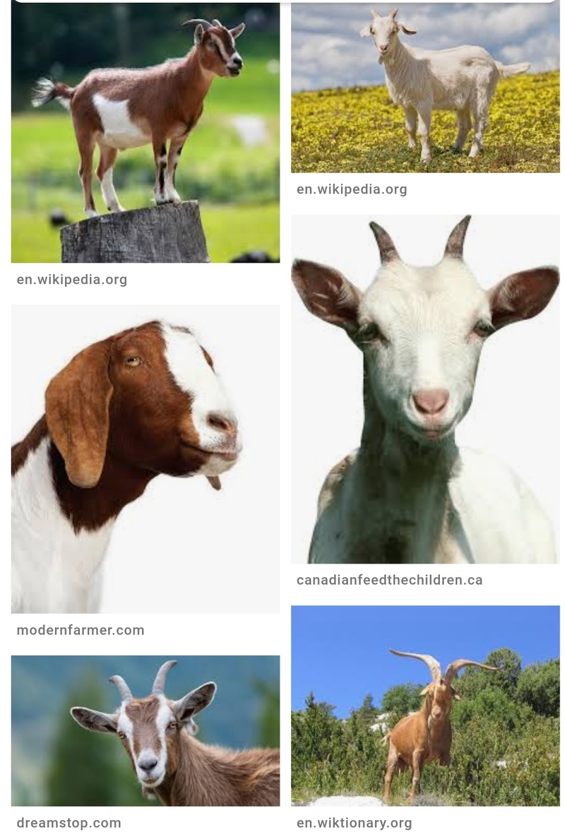 Goat 是什么意思 关于英语 美国 Hinative