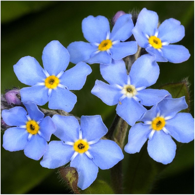 hi so this pretty blue flower is called forget me not and i found