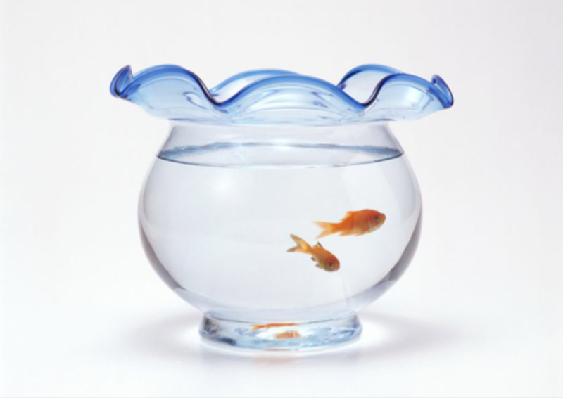 whatdoyoucalltheseglasscontainersusedforkeepingpetfish