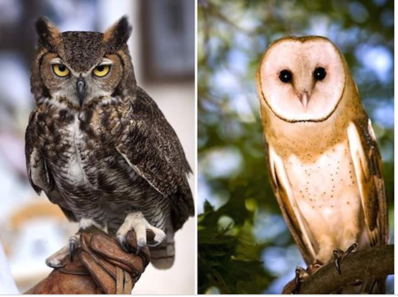 how-do-you-say-owl-in-spanish-spain-hinative