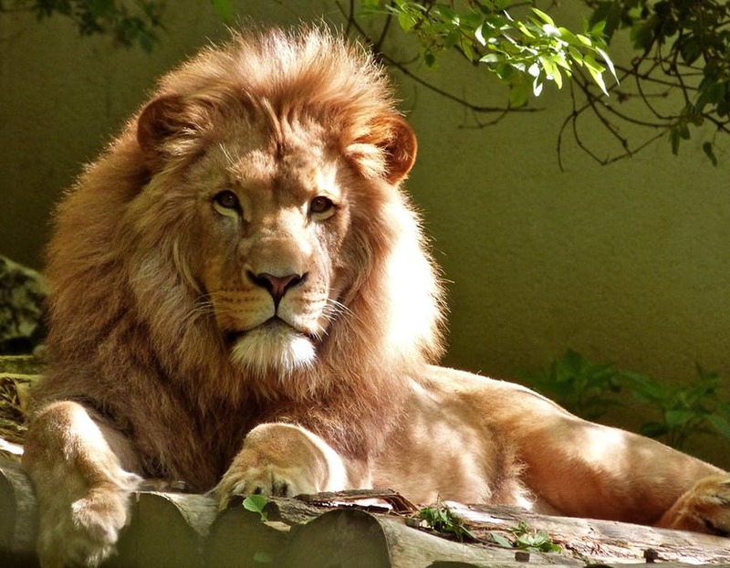 Lion đọc tiếng Anh là gì? Cách phát âm từ "lion" chuẩn và chi tiết nhất