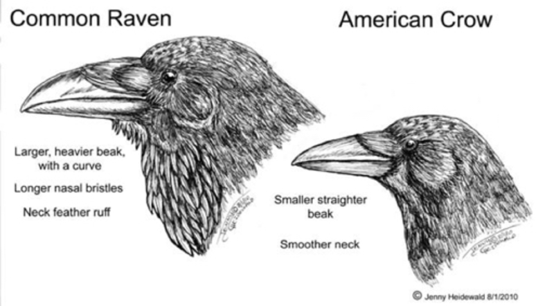 Raven と Crow はどう違いますか Hinative