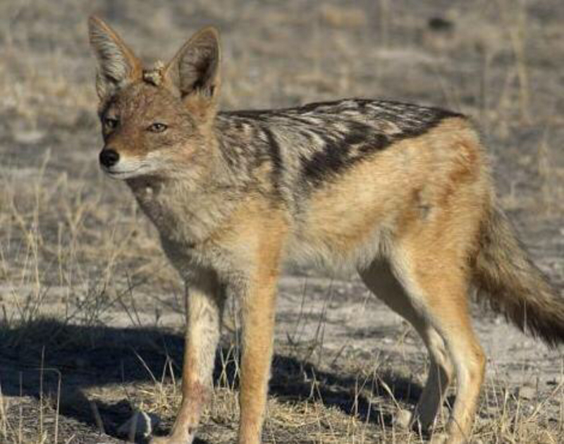 "胡狼 or jackal " 这个在 日语 里怎么说? | hinative