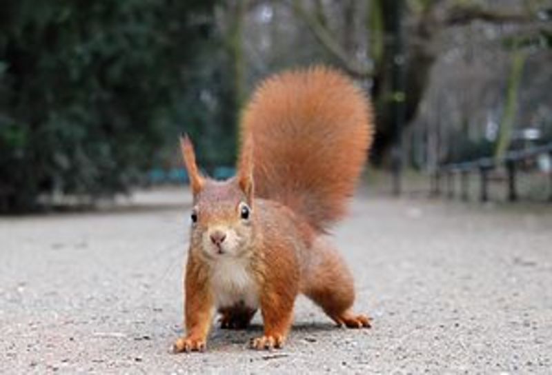 How Do You Say Squirrel In German