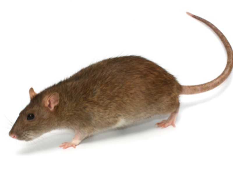 "rat" 和 "mouse" 的差別在哪裡？ HiNative