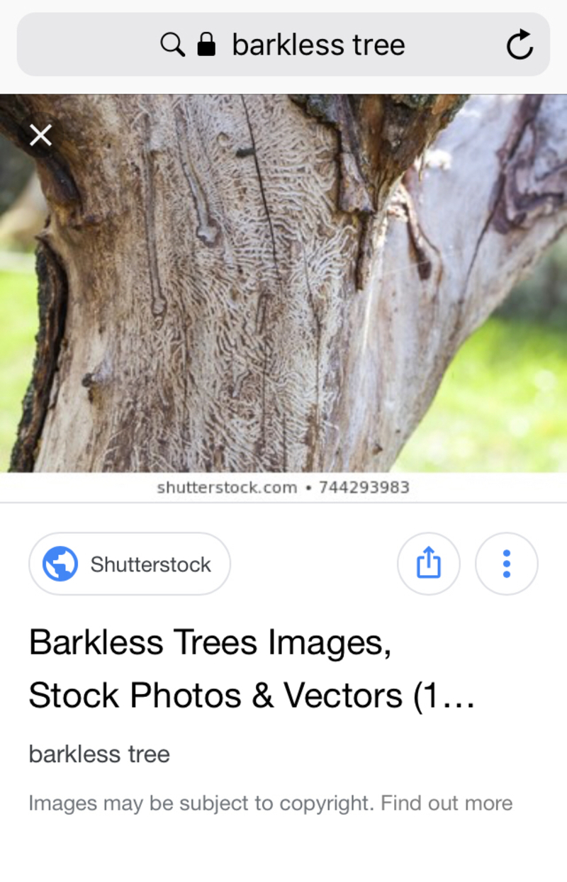 Barkless Tree とはどういう意味ですか 英語 アメリカ に関する質問 Hinative