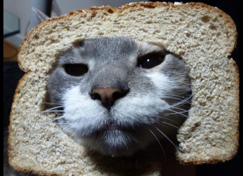 a joke "my cat is inbred".it was a meme back in 2011 i think.