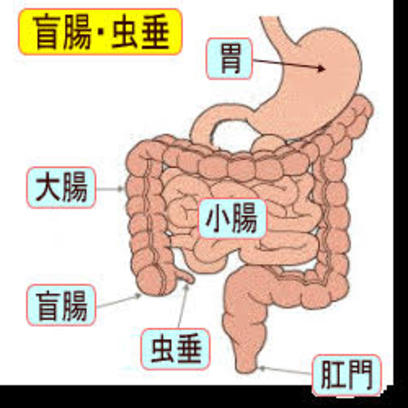 盲腸 和 虫垂 和有什么不一样 Hinative