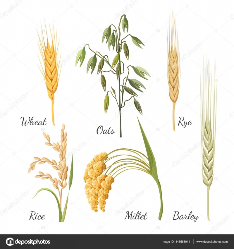 麦と大麦と小麦はどう違いますか Hinative