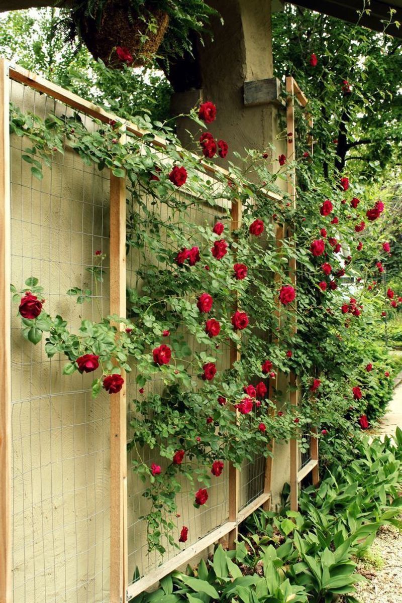 what-is-the-meaning-of-the-rose-climbed-up-the-trellis-question