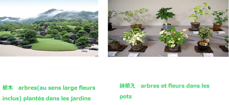 植木 と 鉢植え はどう違いますか Hinative