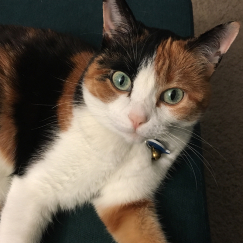 calicocat这个在西班牙语墨西哥里怎么说