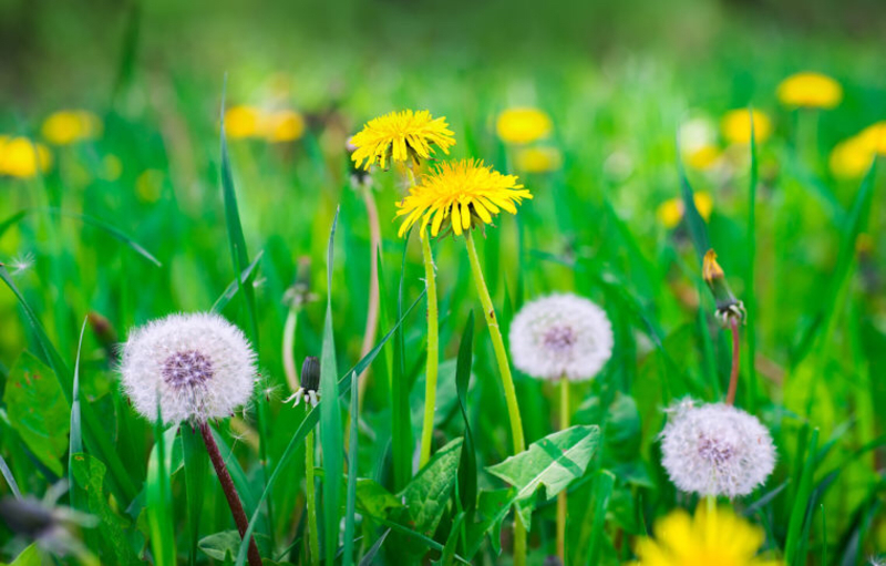 Dandelion とはどういう意味ですか 英語 アメリカ に関する質問 Hinative